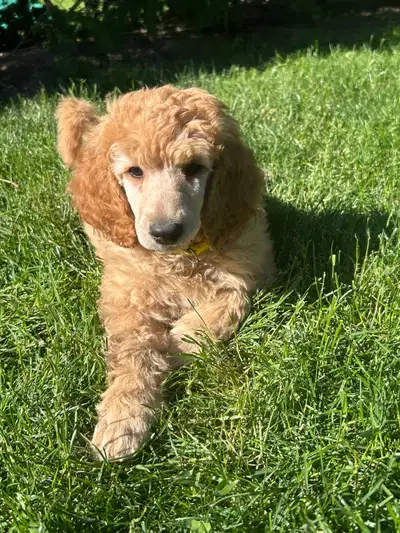 Standard Poodle Puppies, View more