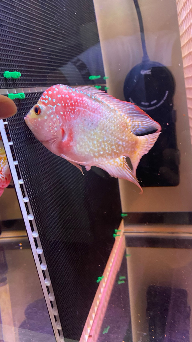 Flowerhorn Golden Base female egg layer.  in Fish for Rehoming in Delta/Surrey/Langley