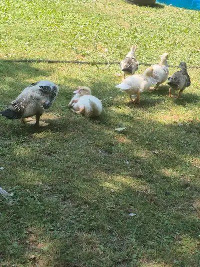 UPDATE: 1 MALE and 1 FEMALE bonded pair available and 1 MALE available solo. N/A 5 Muscovy ducklings...