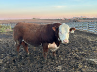 Polled Hereford Bull 