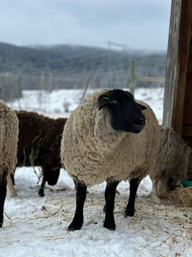 Ewes for sale in Livestock in Quesnel