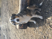 Gorgeous Blue Merle Cow Dog--SOLD