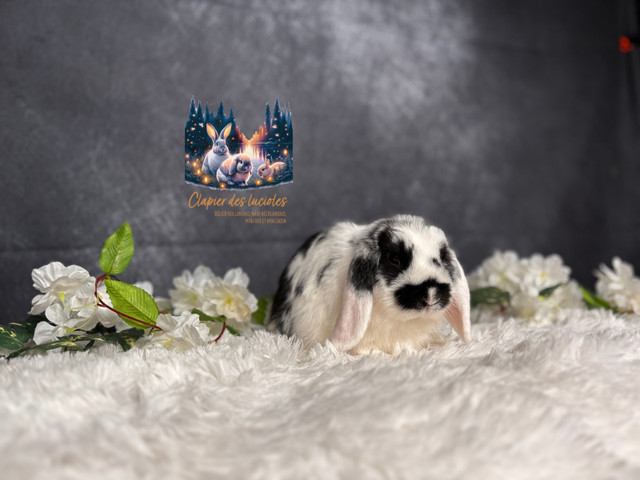 Neutered young holland lops bunnies  in Small Animals for Rehoming in Saskatoon - Image 4