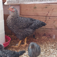 Barred plymouth rock hen