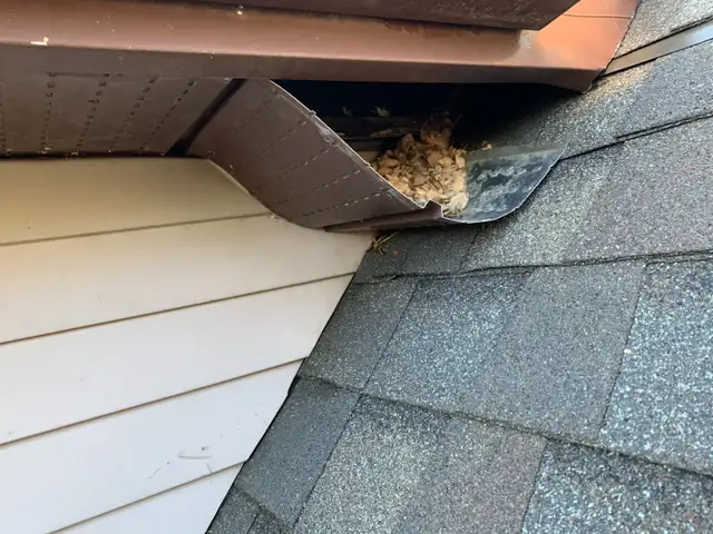 Affordable Raccoon Removal Mississauga in Other in Mississauga / Peel Region - Image 2