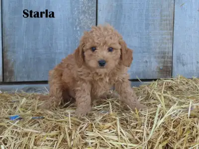 Mini Golden doodle puppies. , View more
