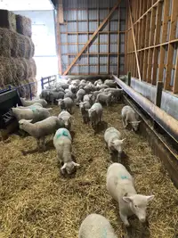 Ewe/ram lambs