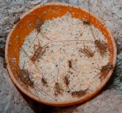 Live pinhead and young crickets - 100, View more