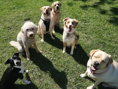 I have many years of experience working with dogs and am a lifelong dog lover. As a true believer th...