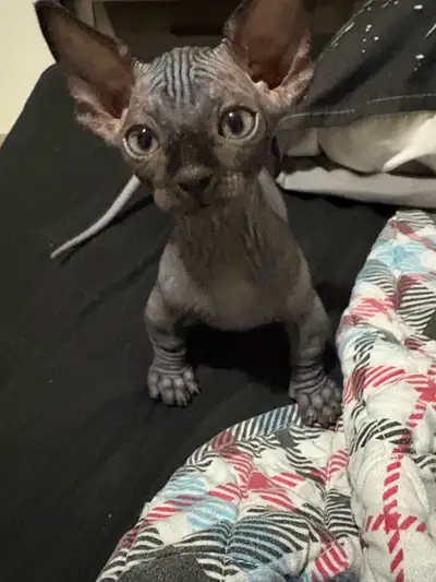 Bambino SPHYNX , View more