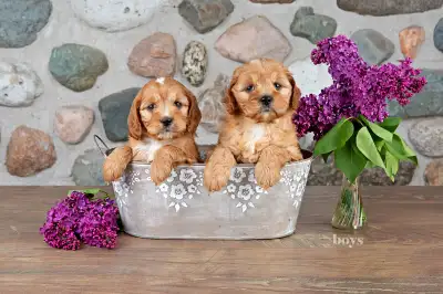 These adorable Cockapoo puppies arrived safe and sound on April 8, 2025. We have four healthy, happy...