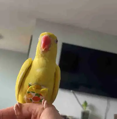 Female Indian Ringneck, View more