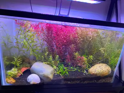 Aquarium Plants – Rotala (Red & Green), View more