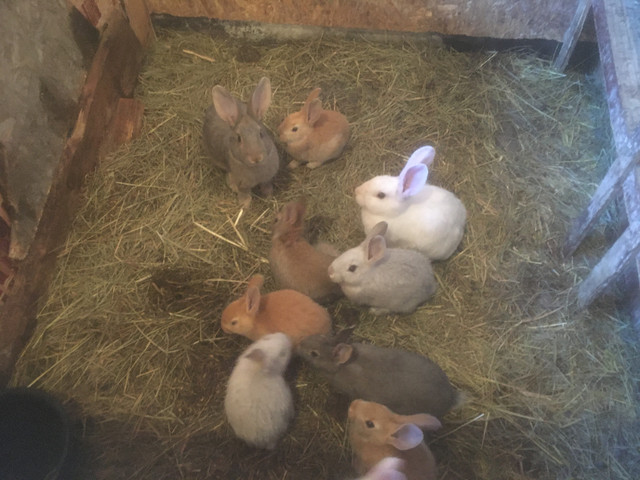 rabbits  for sale in Small Animals for Rehoming in Williams Lake