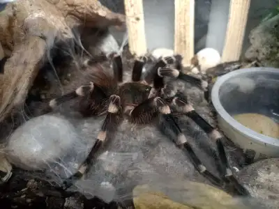 Mature male acanthroscuria geniculata (Brazilian white knee) ready for some action matured march 20t...