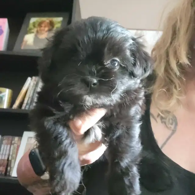 Top Quality Shih Tzu Puppies Available!--NEW PICTURES LAYLA PUPS in Dogs & Puppies for Rehoming in St. Catharines - Image 7