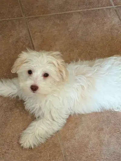 Shitzhu Poodle Puppy (12 weeks old)/White, View more
