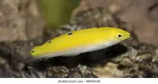 Yellow Wrasse, View more