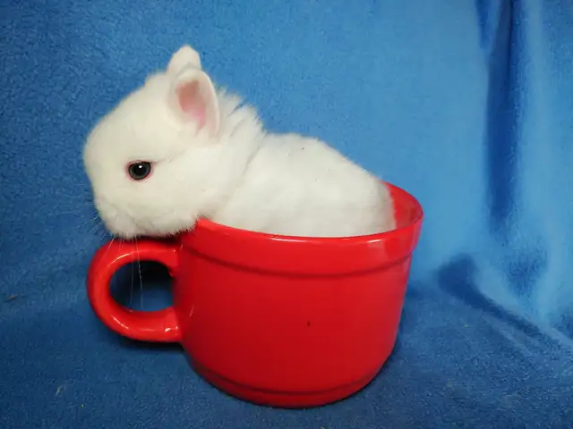 Extraordinary Netherland dwarf and lionhead baby bunny rabbits in Small Animals for Rehoming in Moncton - Image 3