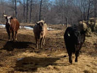 Small Herd for sale - quiet and flashy 