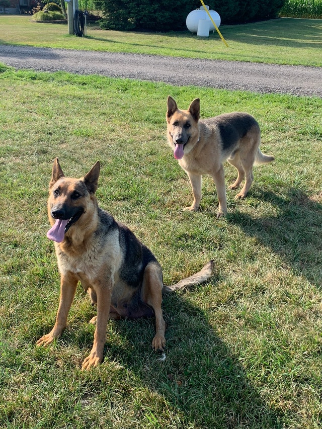 Well tempered German Shepherd puppies 2 male, 1 female Dogs