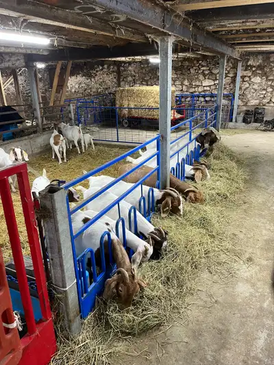 Boer goat starter herd, View more