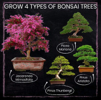 Brand new Bonsai tree kit and accessories 