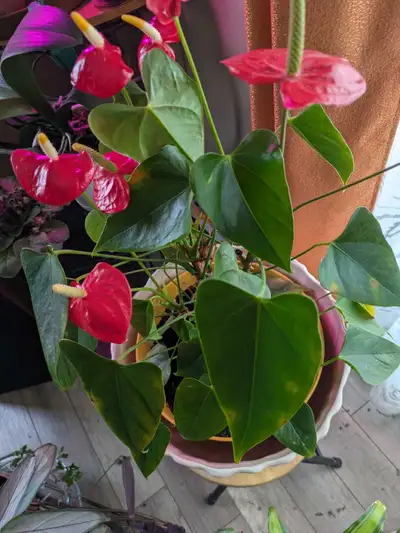 Choix de plantes naturelles, View more