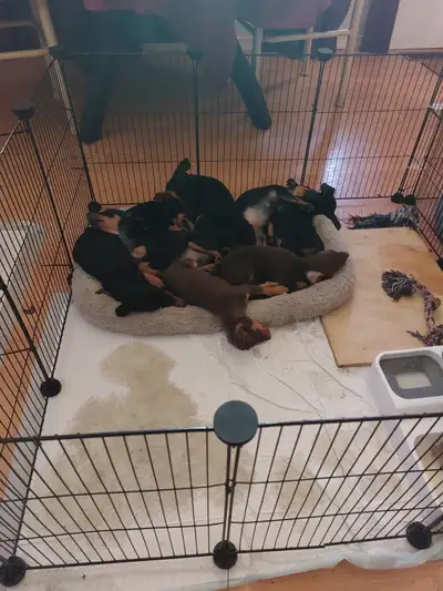 Min pins can do well with children and other animals when socialized properly. I am looking for seri...