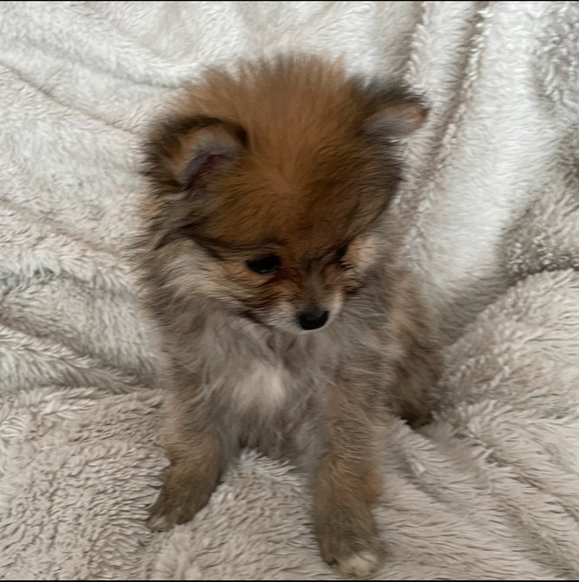 Only One Left! “TOY Teddy Bear” Pomeranian Puppies | Dogs & Puppies for ...