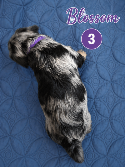 Large Schnoodle Puppies  ( 20-30 lbs), View more
