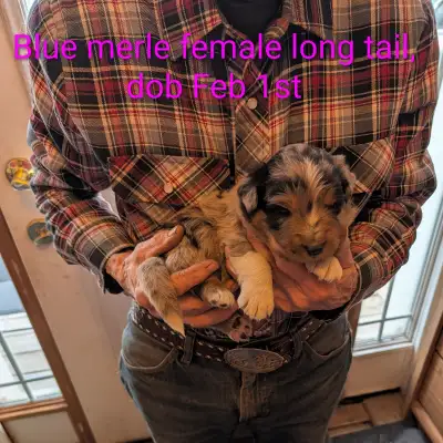 Home Raised Standard Australian Shepherd puppies, View more