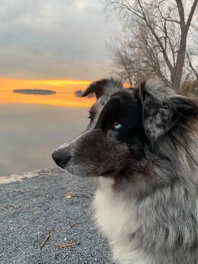 Berger australien bleu merle de 6 ans, View more