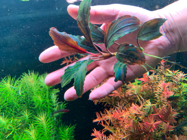 Bucephalandra Brownie Ghost Plant Live Aquarium Plants Easy in Fish for Rehoming in City of Toronto - Image 2