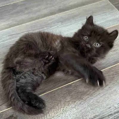 Chaton Highland Lynx Mâle 2 Gènes!, View more