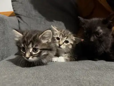 3 kittens for rehoming , View more