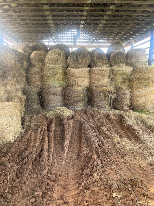 hay for sale dans Animaux de ferme  à Edmundston - Image 2