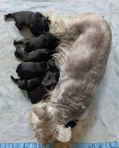 Miniature Schnauzer Puppies, View more