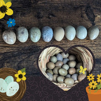 King Quail (Button Quail) + Hatching eggs 