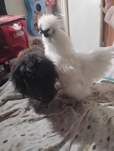 Free silkie roos, View more