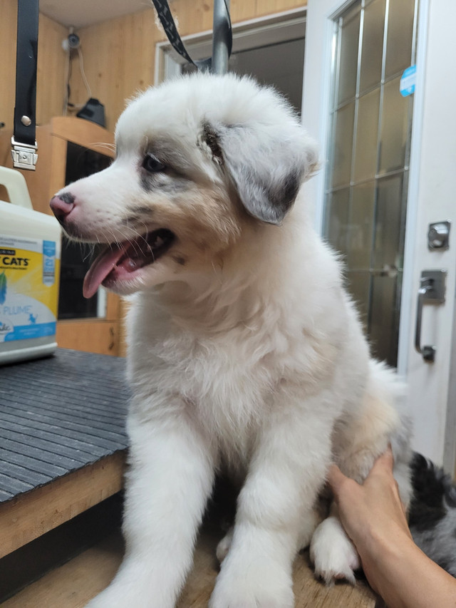 Berger Australien pure race dans Chiens et chiots à adopter  à Lac-Saint-Jean