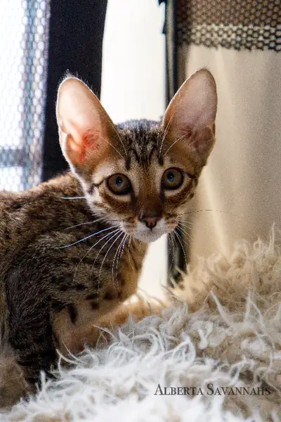 Savannah Cat Kittens TICA REGISTERED