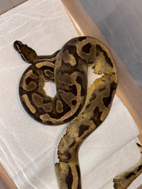 Male pied ball python will to trade