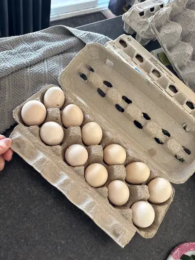 silkie hatching eggs, View more