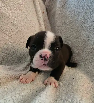Mini Bulldog Puppies , View more