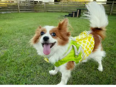 2 male  Papillon Dogs Available for Sale, View more