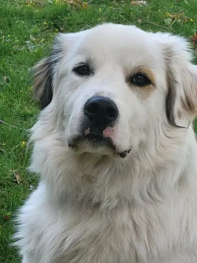 Dog needs rehoming, View more