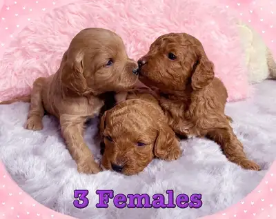 Mini-GoldenDoodle F1bb Puppies, View more
