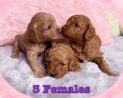 Mini-GoldenDoodle F1bb Puppies available to loving homes. These pups make excellent family companion...
