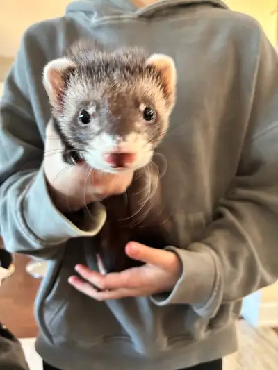 Furet mâle 3mois Carnet Santé, View more